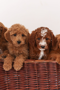 F1B Mini Goldendoodles